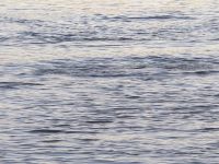 126 Hier waren Hippos gewesen...