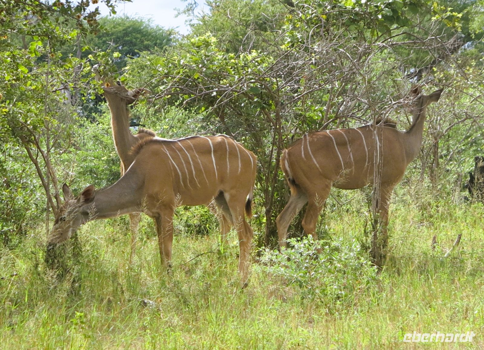 153 Wir haben Hunger
