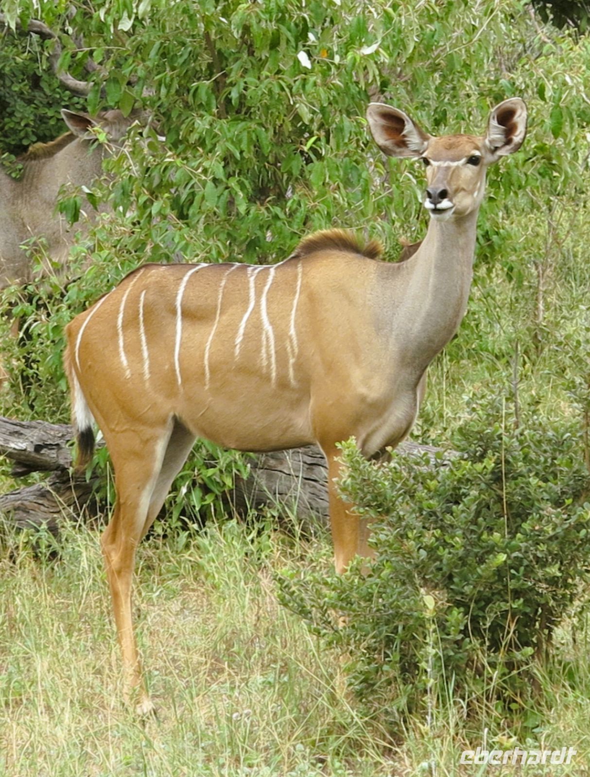 154 Und noch ein Beobachter