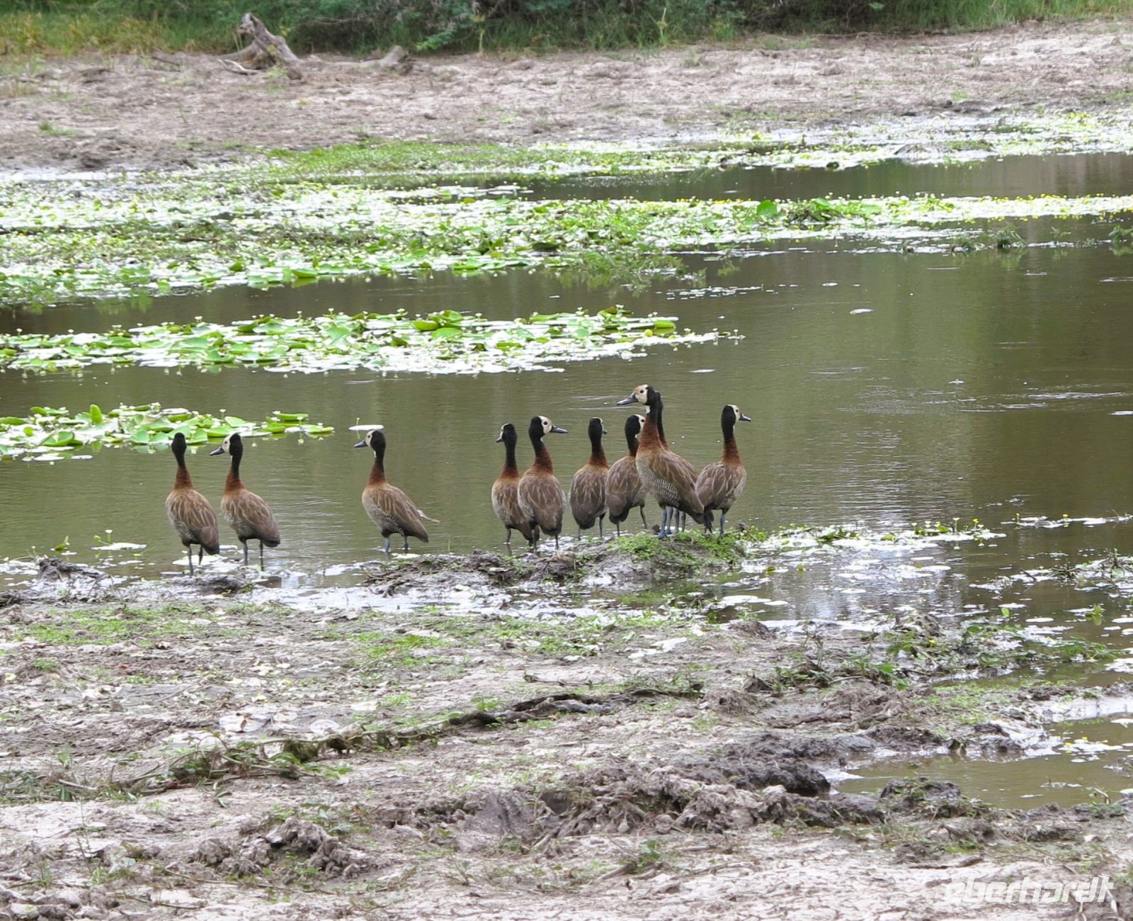 155 Zur Abwechslung mal Gans