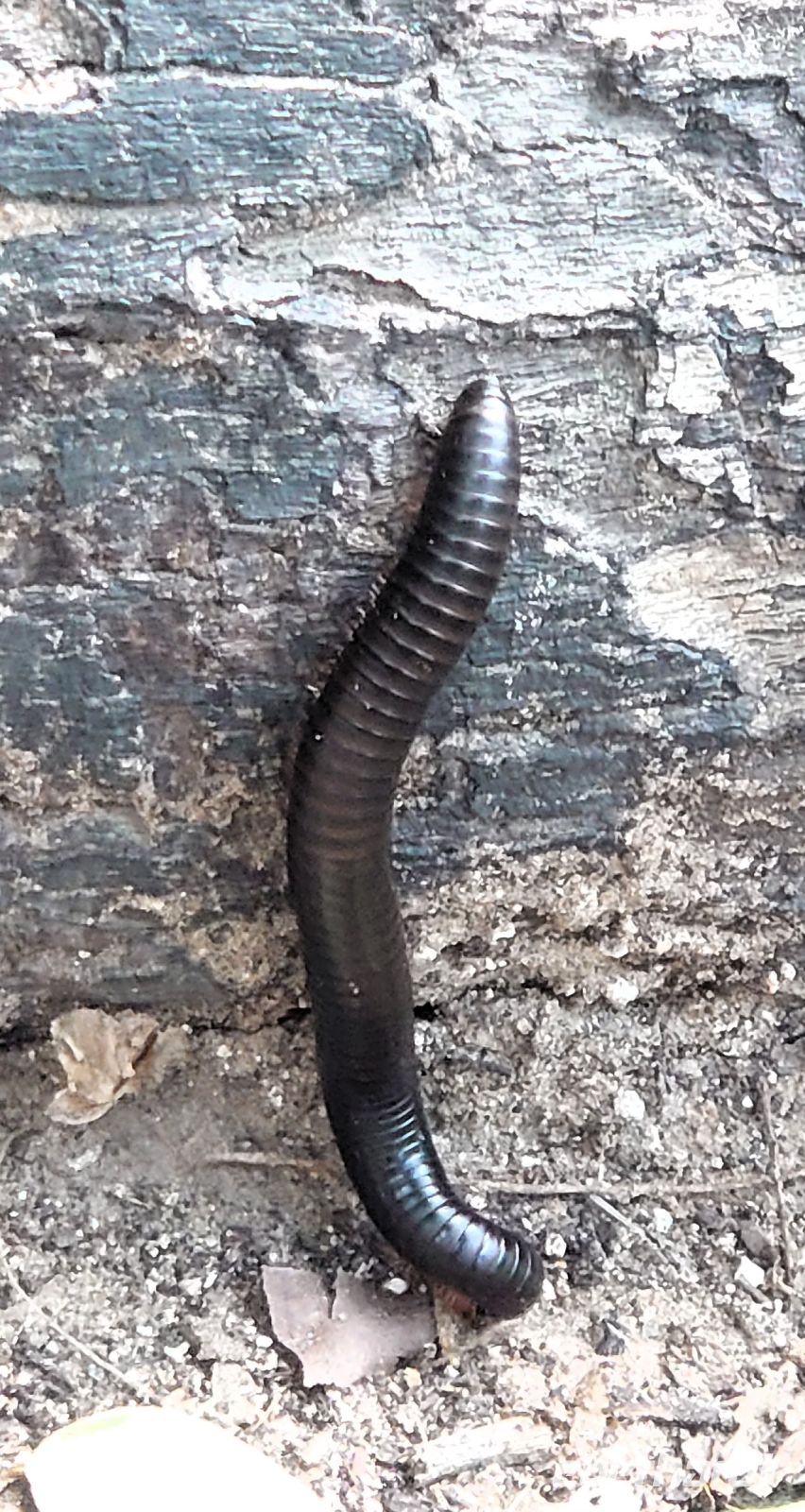 161 Ein Tausendfüssler