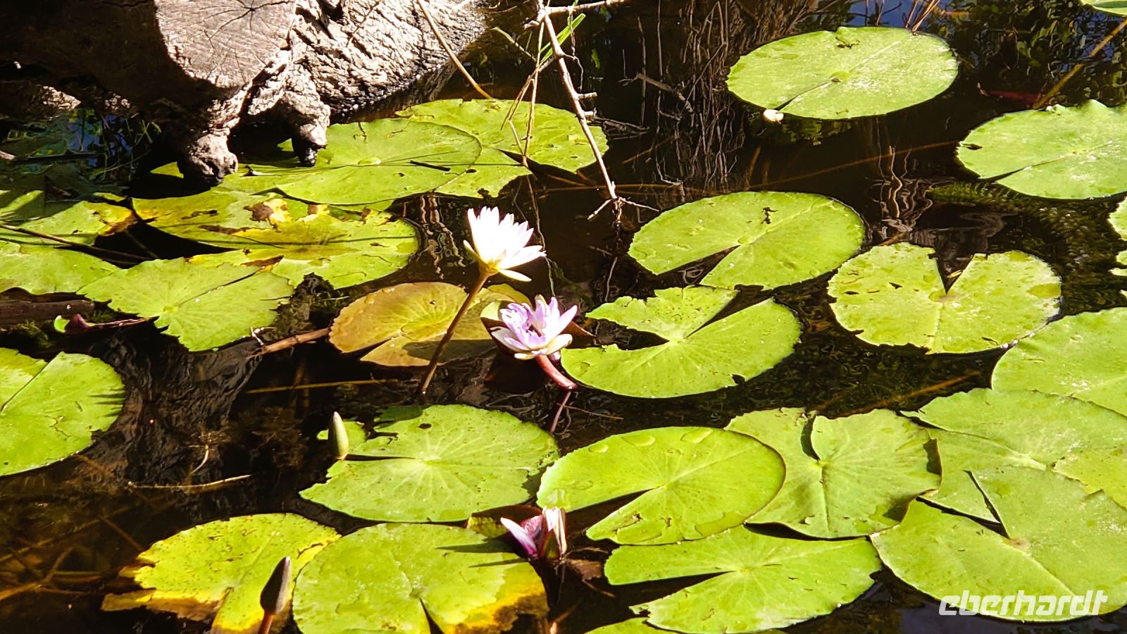 162 Boots-Cruise auf dem Kwando