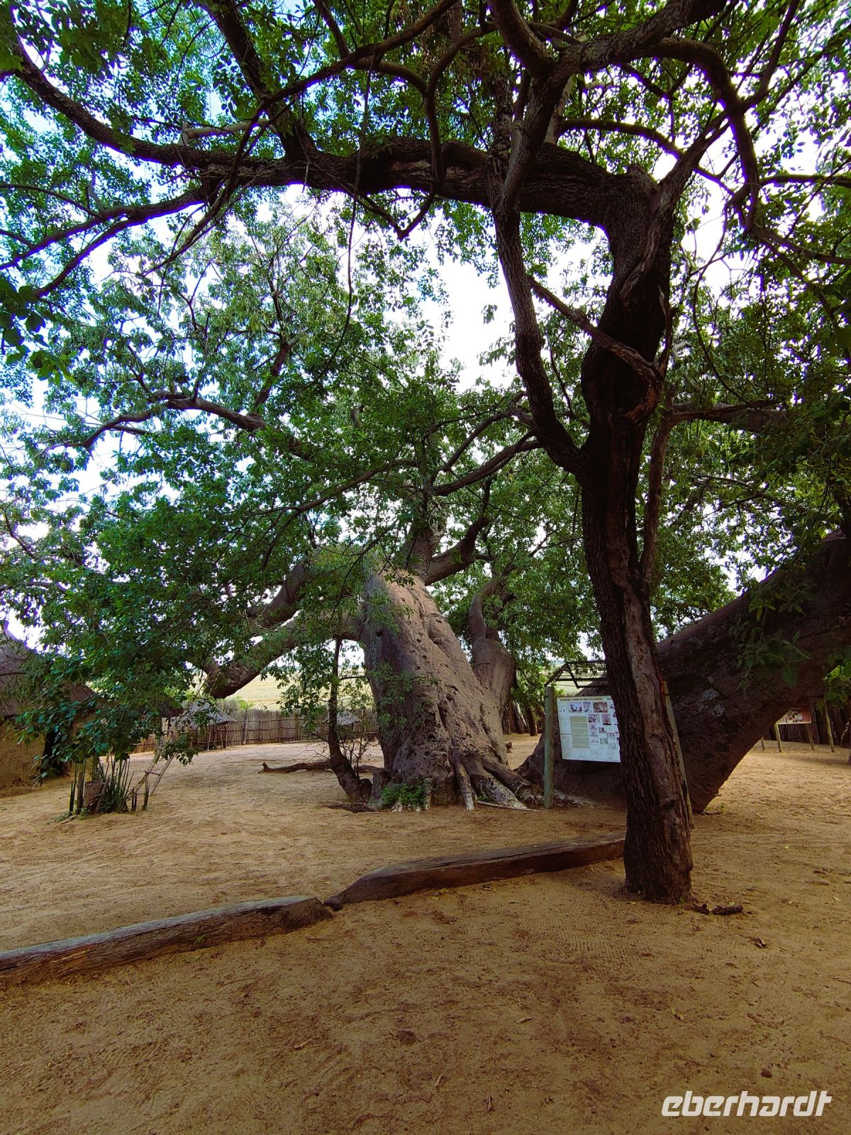 171 Ein alter Baobab