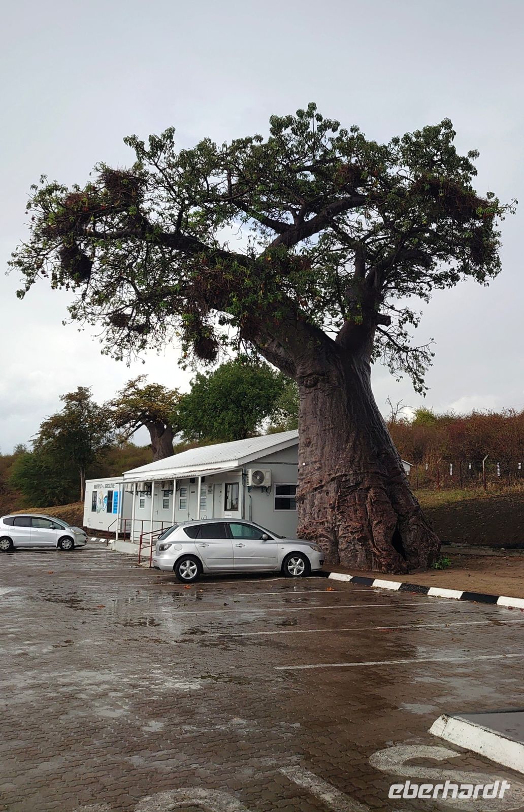 186 Baobab am Grenzposten Botswana