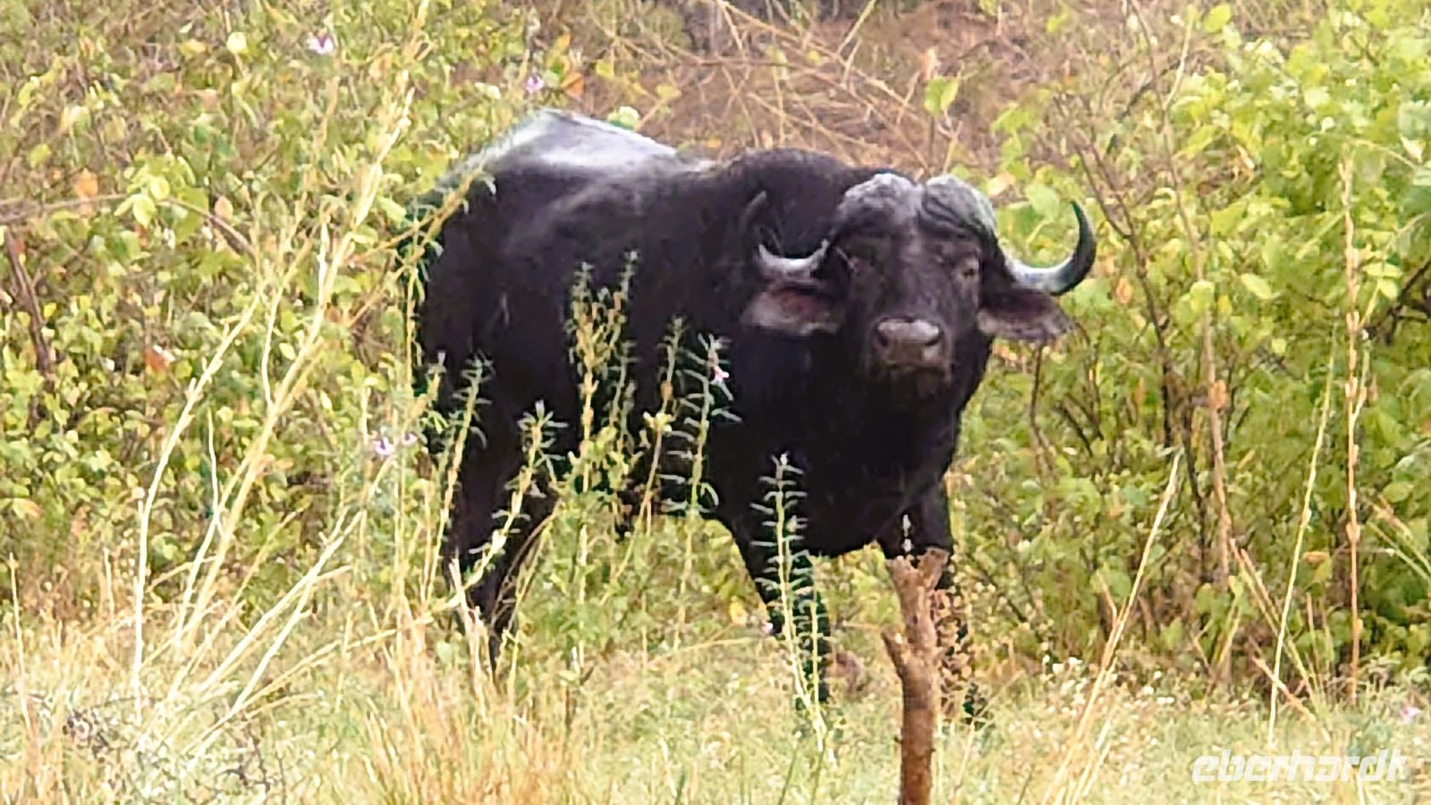 188 So richtig freundlich schaut der nicht drein