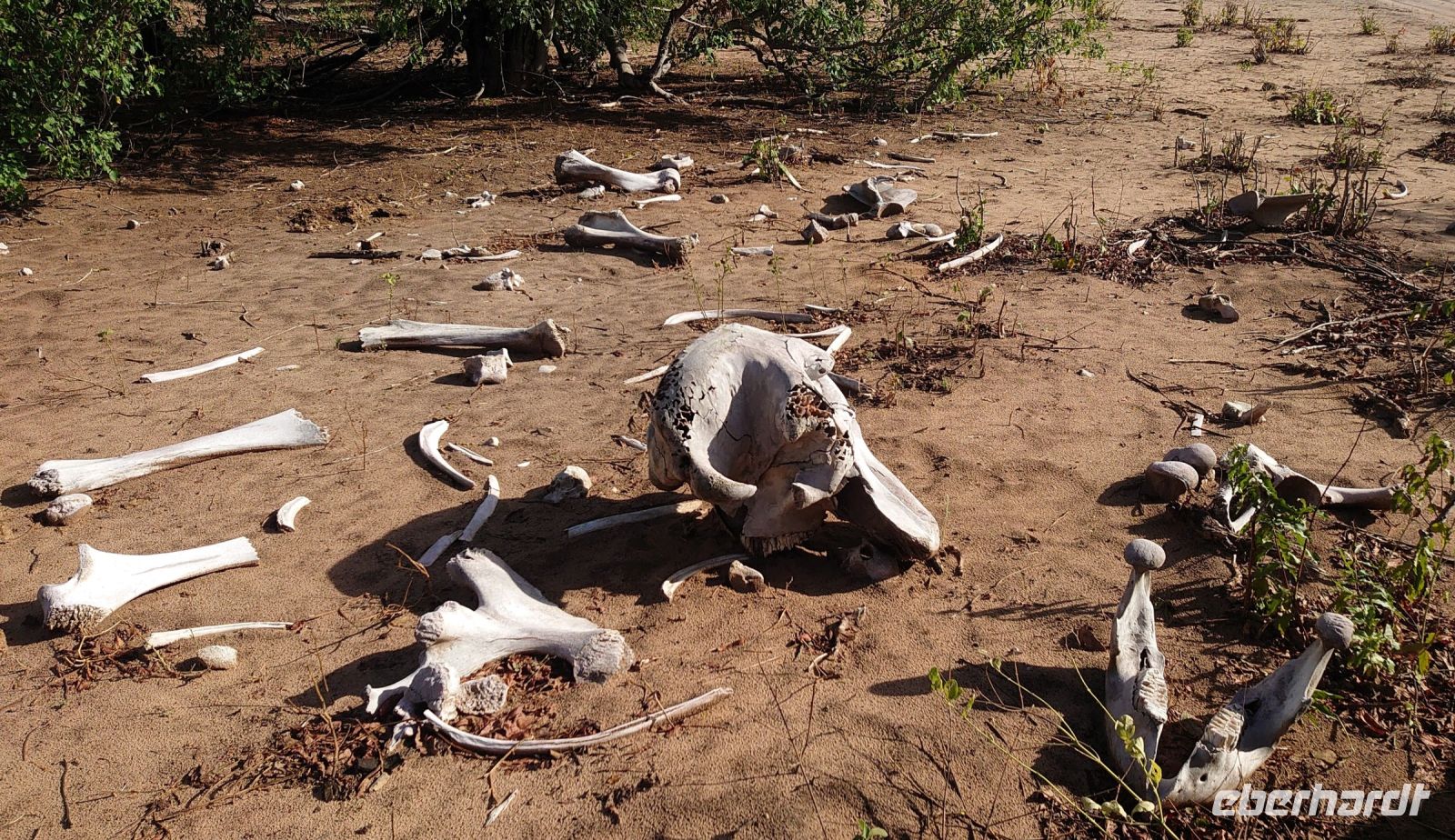 198 Das war einmal ein Elefant