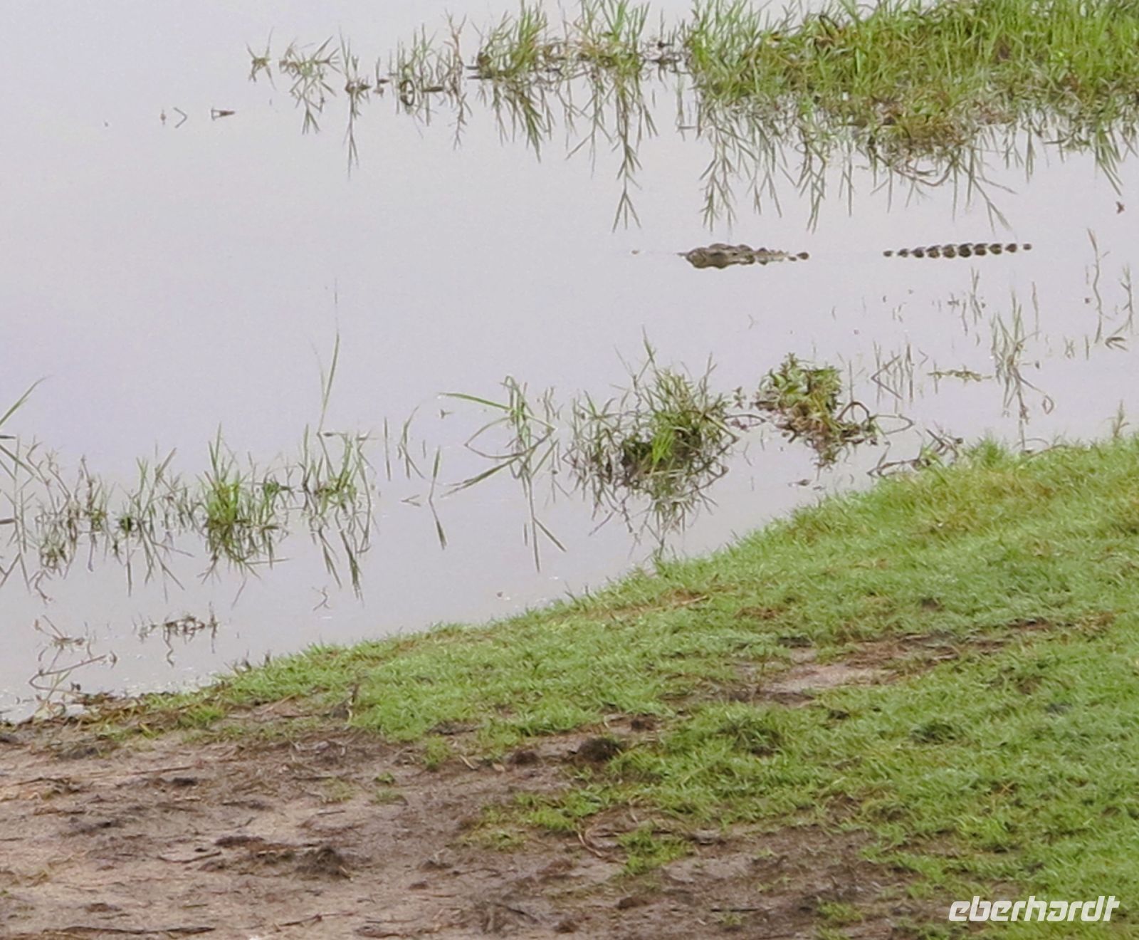 201 Einfach gut getarnt