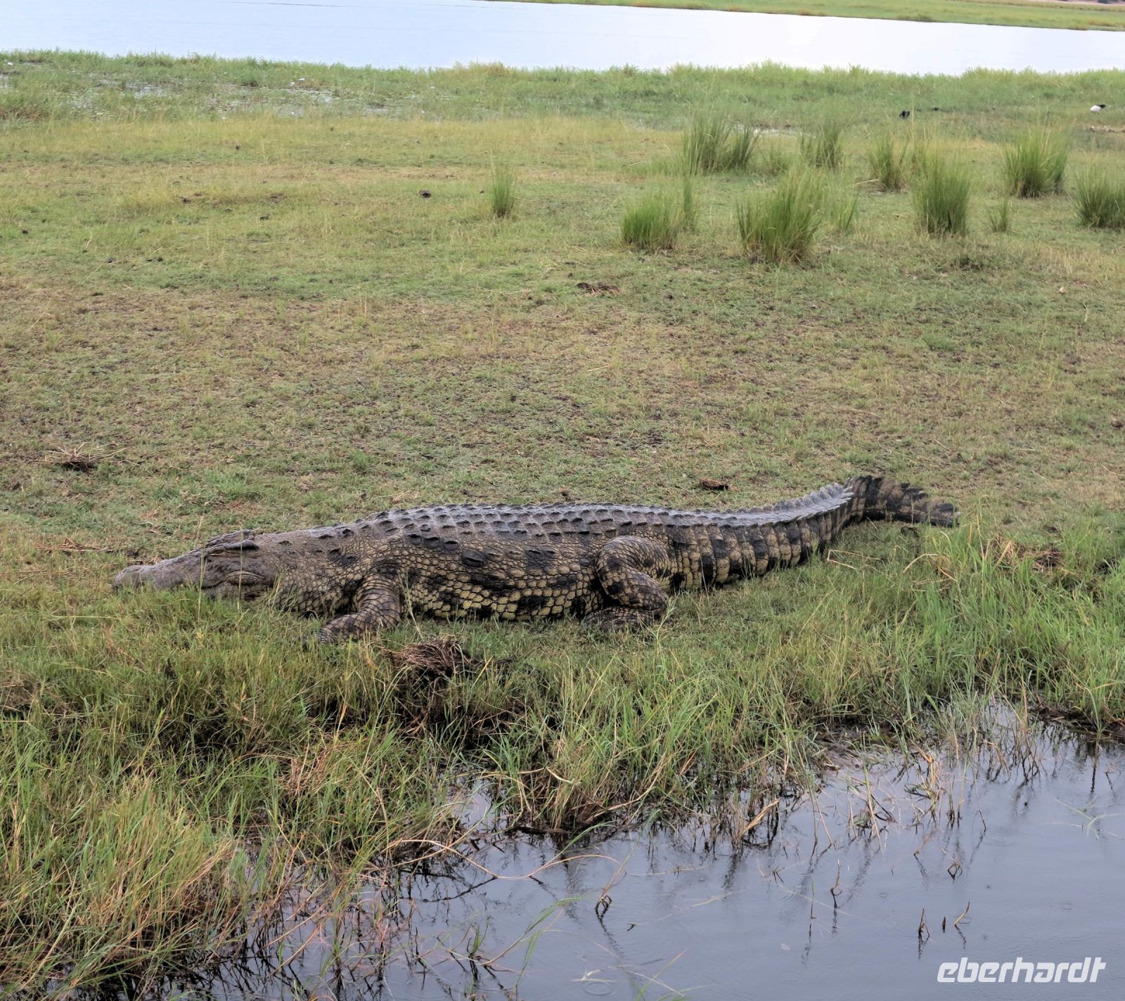 203 Ein Prachtexemplar!