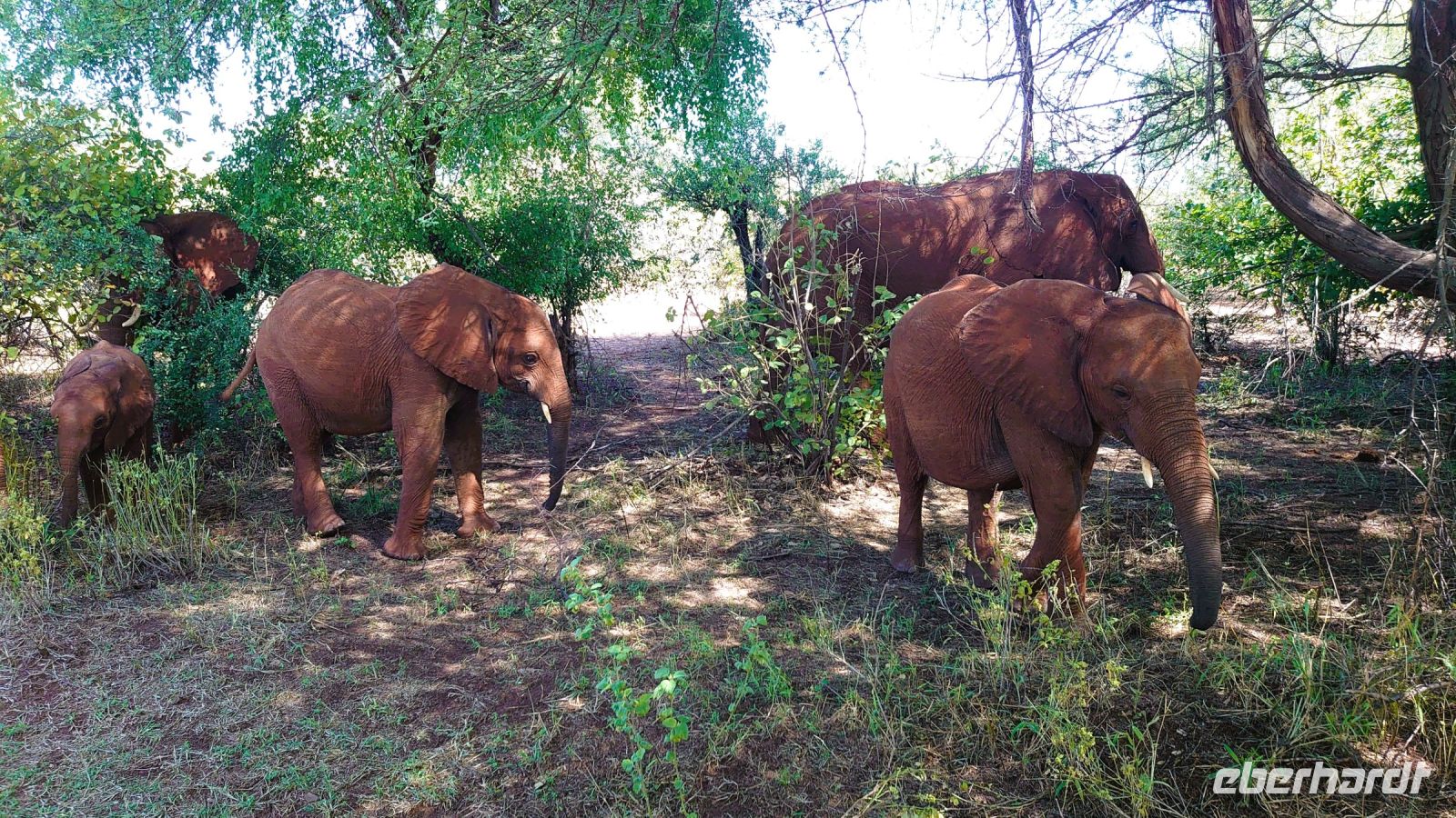 223 Elefanten neben der Straße!