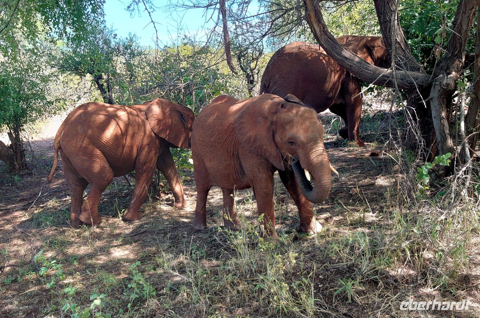 224 Elefanten neben der Straße!