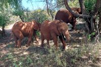 224 Elefanten neben der Straße!