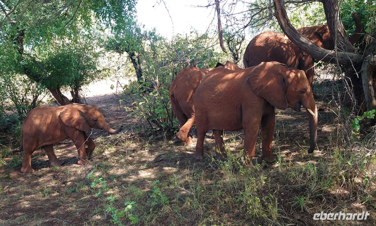 225 Elefanten neben der Straße!