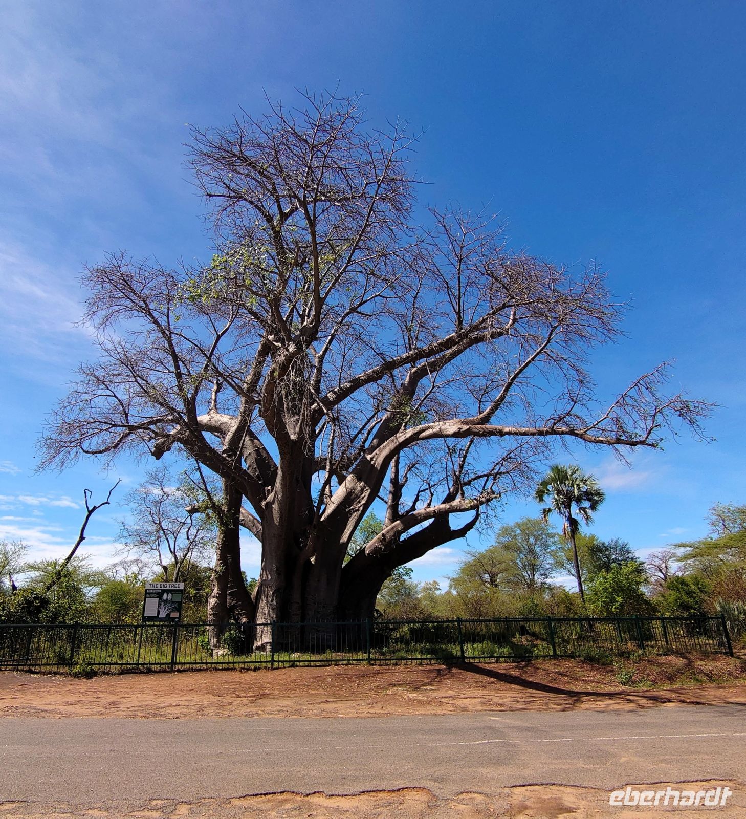 226 The Big Baobab Tree