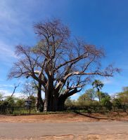 226 The Big Baobab Tree