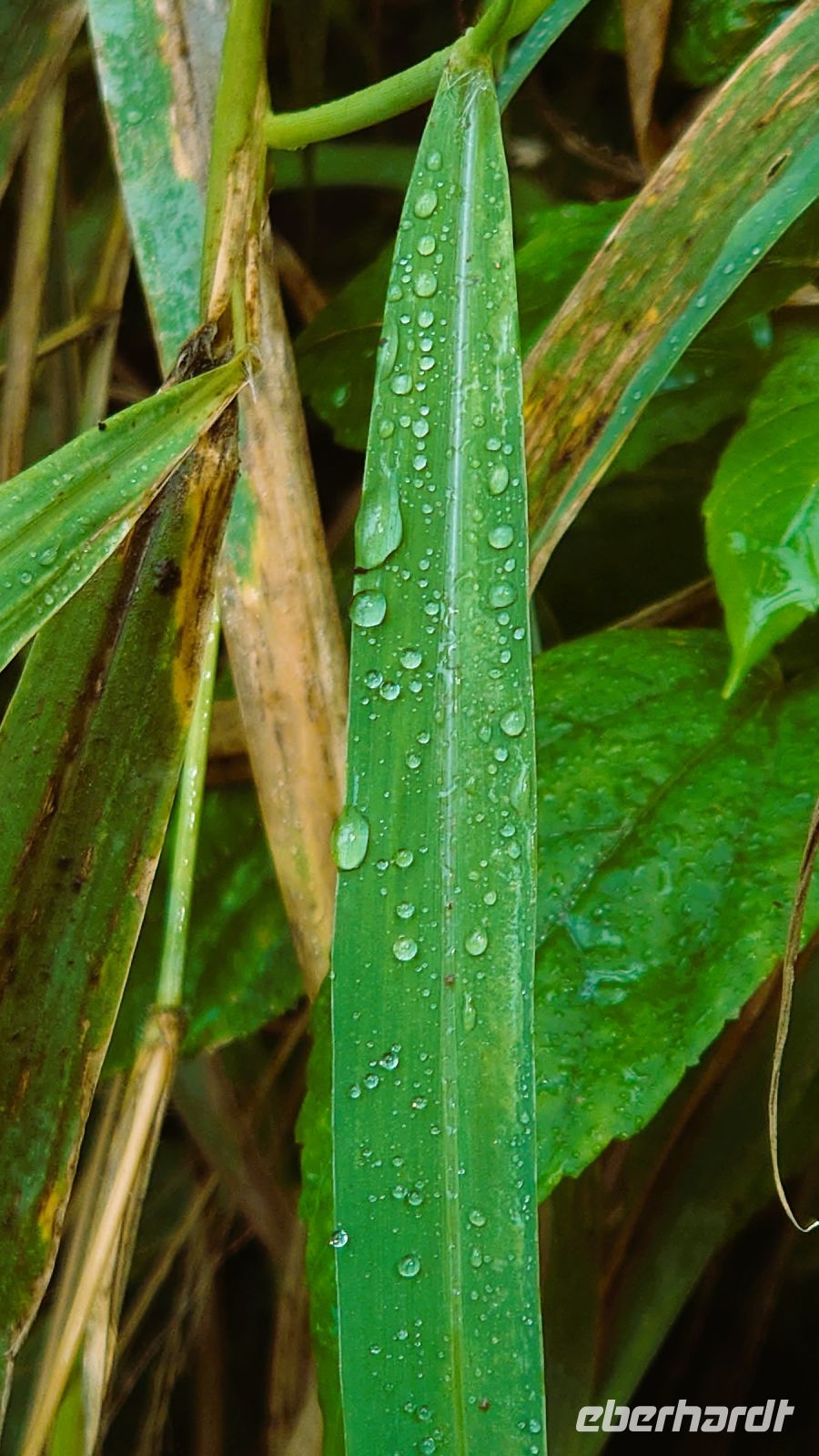 230 Das Wasser ist überall