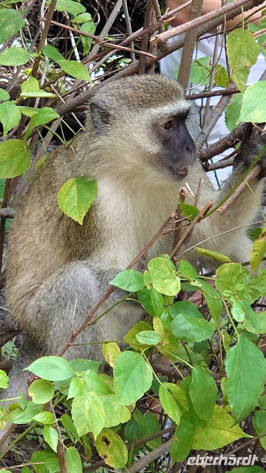 231 Lieben das satte Grün