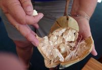 241 Baobab - Früchte