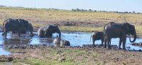 220 Nachmittagspirschfahrt im Chobe NP