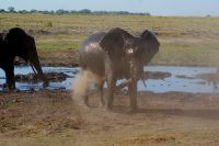 3Elefanten am Chobe Fluss