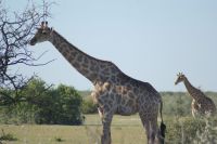 24 viele Giraffen gesichtet