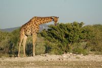 36 Giraffe beim Frühstück