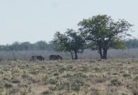 40 Löwenrudel im Anmarsch