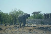 49 Elefantenbulle am Wasserloch