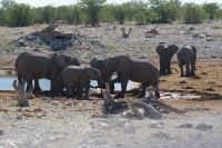 50 Elefantenherde am Wasserloch