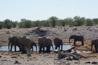 51 Elefantenherde am Wasserloch