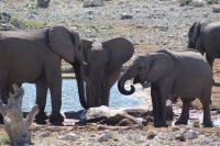 52 Elefantenherde am Wasserloch