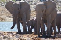 53 Elefantenherde am Wasserloch