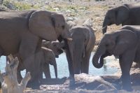 54 Elefantenherde am Wasserloch