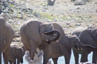 56 Elefantenherde am Wasserloch