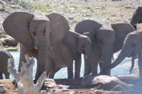 57 Elefantenherde am Wasserloch