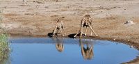 67 Giraffen bei der Wasseraufnahme