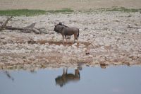 72 Gnu am Wasserloch