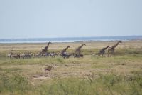 81 Zebras und Giraffen