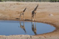 86 Giraffen am Wasserloch