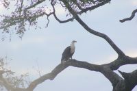 115 afrikanischer Schreiseeadler