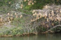 118 Webervogelnester