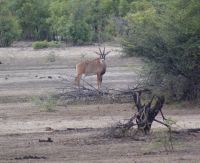 133 Lechwe Antilope