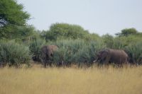 139 Elefanten im Bwabwata NP