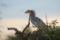 142 Gelbschnabeltoko