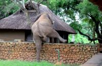 168 gelenkige Elefanten auf dem Weg zum Pool