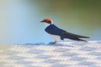 181 Rotkappenschwalbe