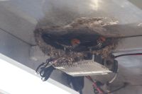 182 und deren Nest auf dem Boot