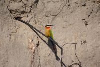 189 Bienenfresser oder Buntspint