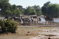 199 Kudus mit Madenhakern