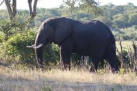 203 Elefantenbulle im Anmarsch