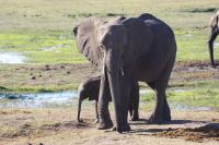 222 Elefanten am Chobe Fluss